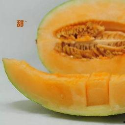 秋季吃蜜瓜好吗,甜蜜滋补的秋季美食选择 第3张 秋季吃蜜瓜好吗,甜蜜滋补的秋季美食选择 第3张
